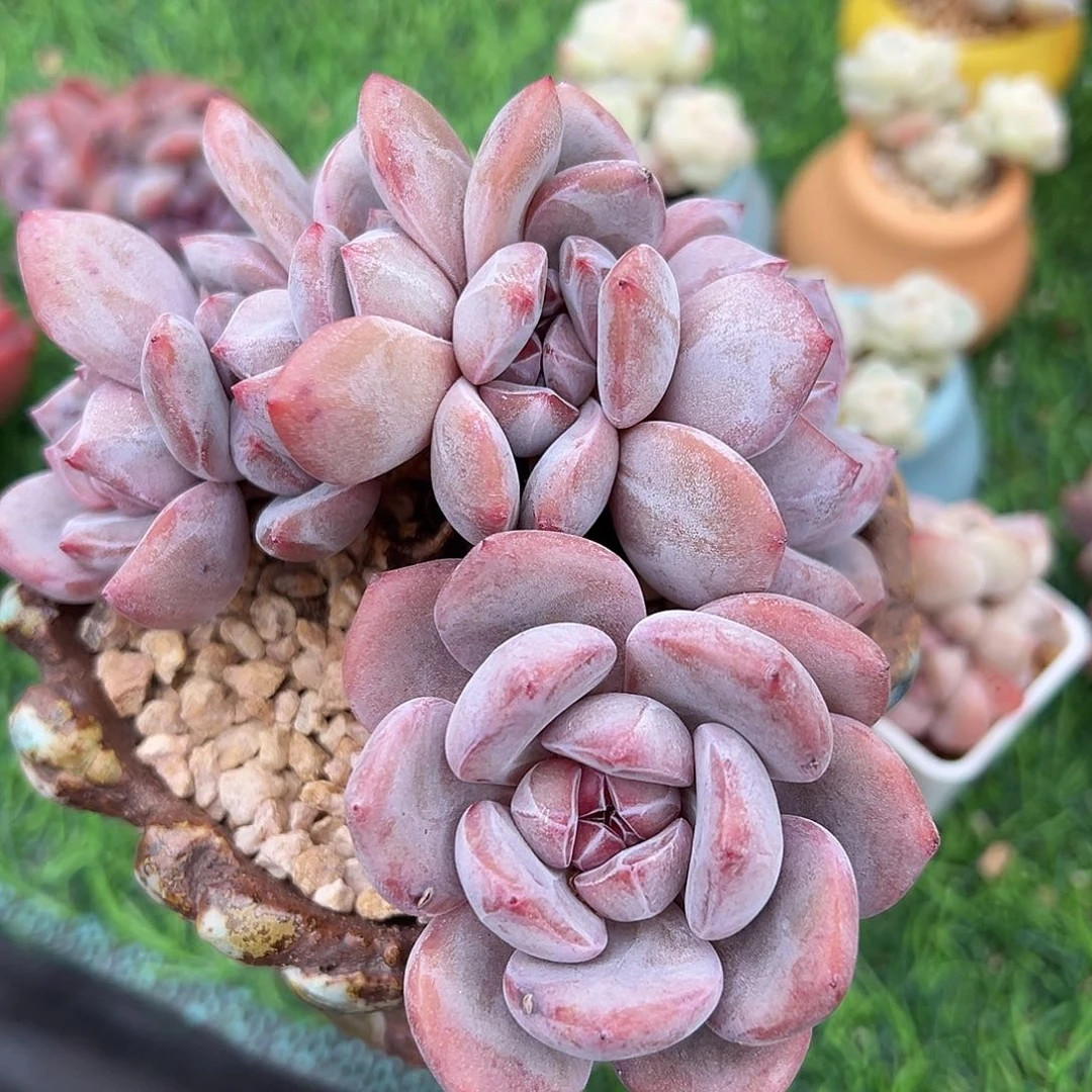 星***糖啊石榴籽星影小树福利