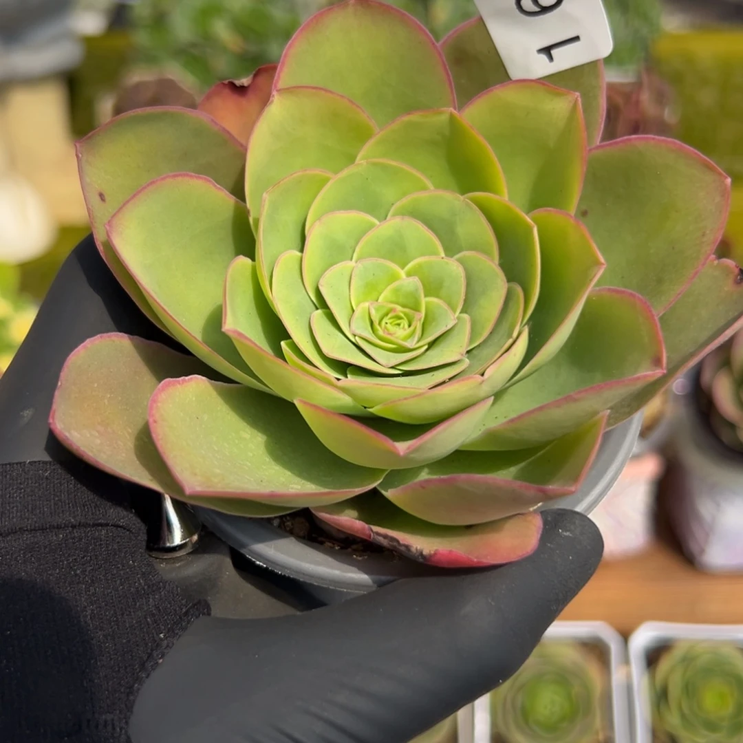 164杜康优选边线7厘米