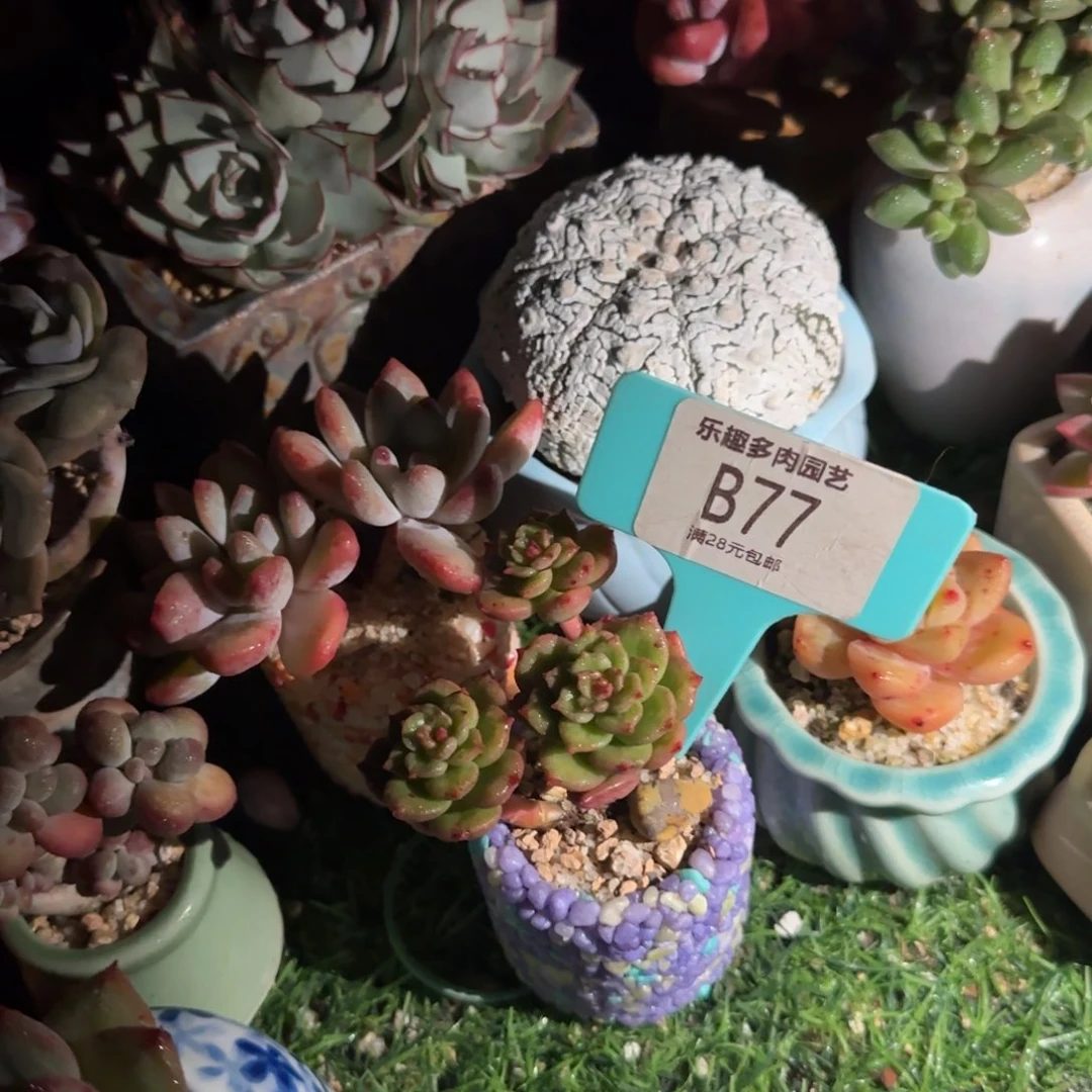 暖***一多肉植物苹果花穷生老庄