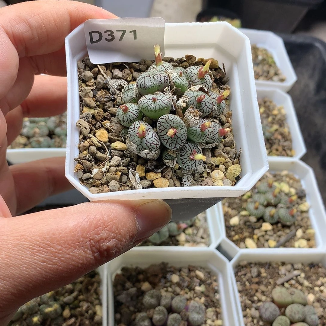 超**嫚D371多肉植物保护