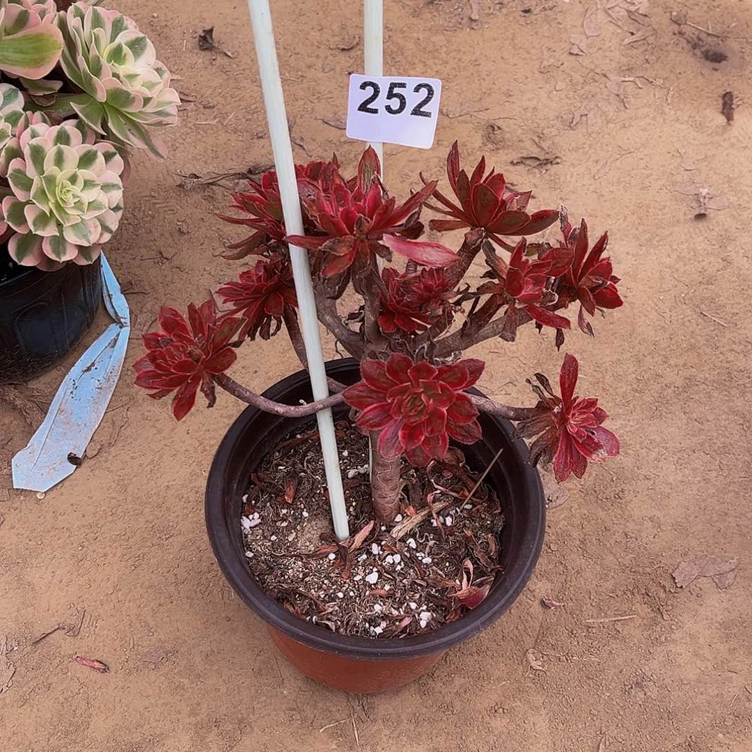 青*红锦一物一拍252