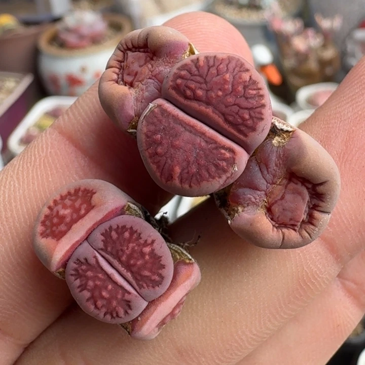 K400紫菊回交瑕疵三年