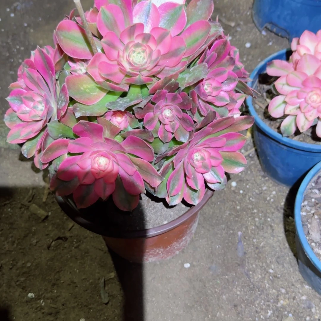 香妃法师多肉115