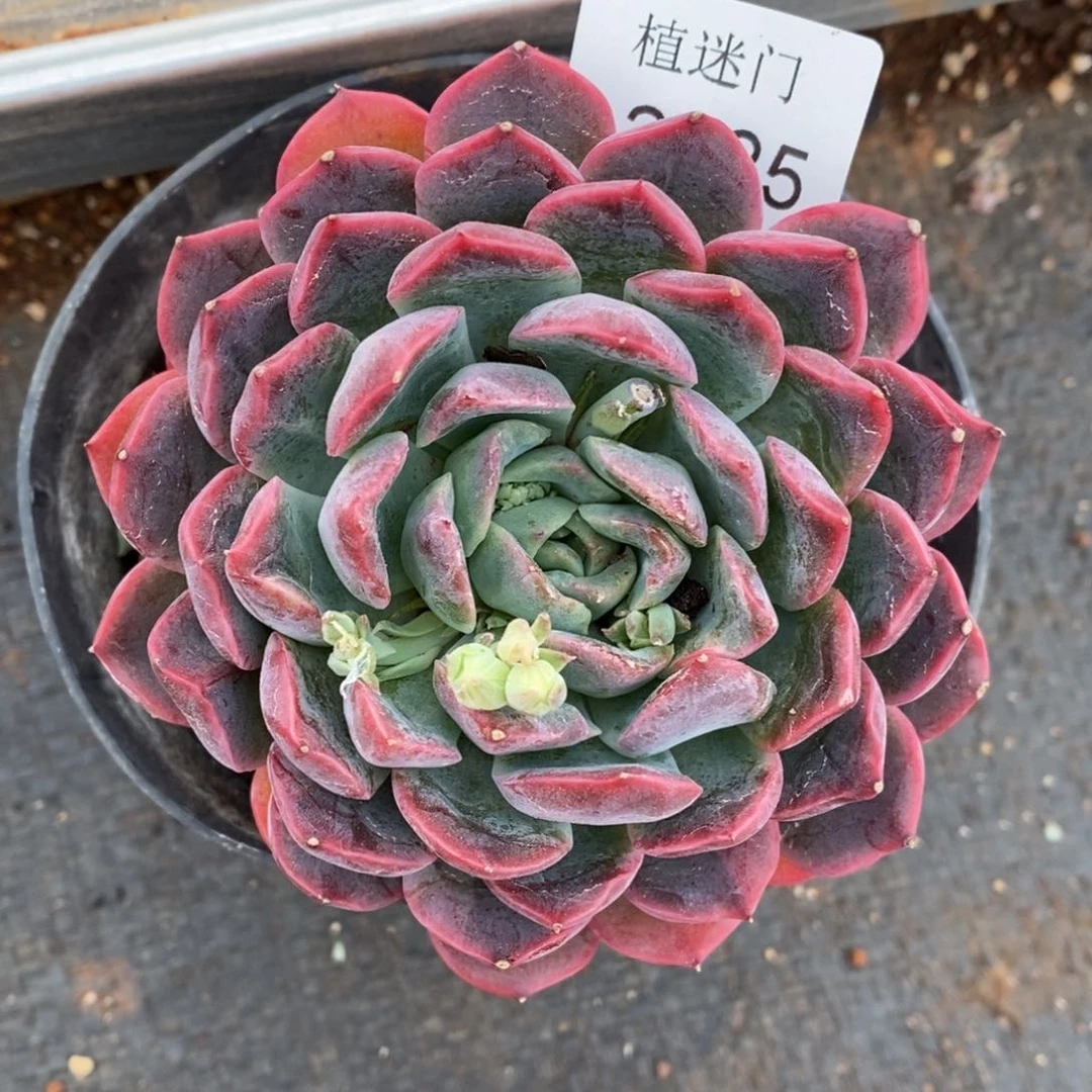 乔*板杂交精品多肉2725