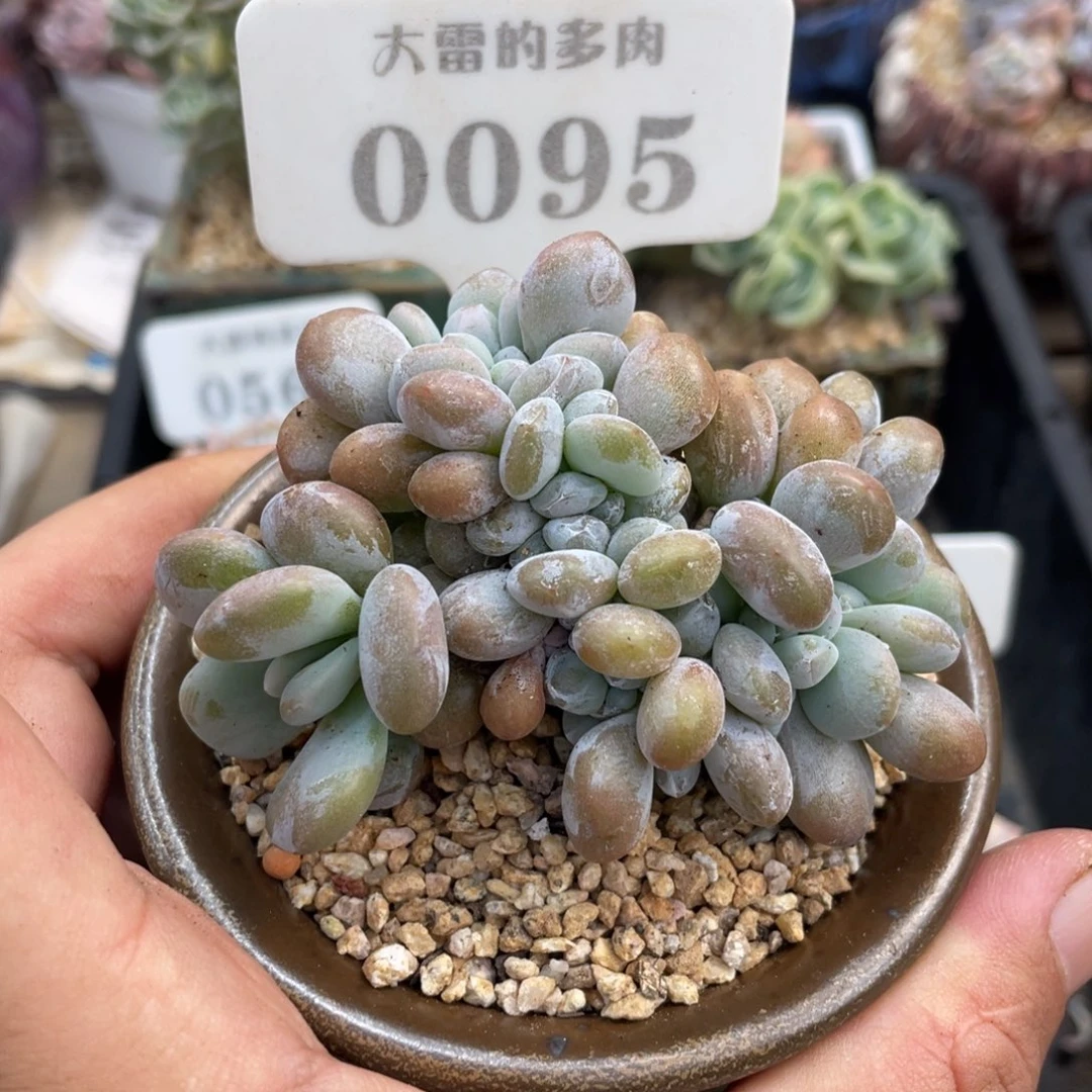 0095粉兔缀不带盆8厘米