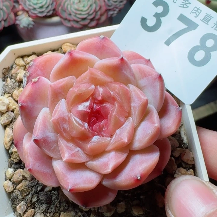 冰魄         精控精养多肉植物