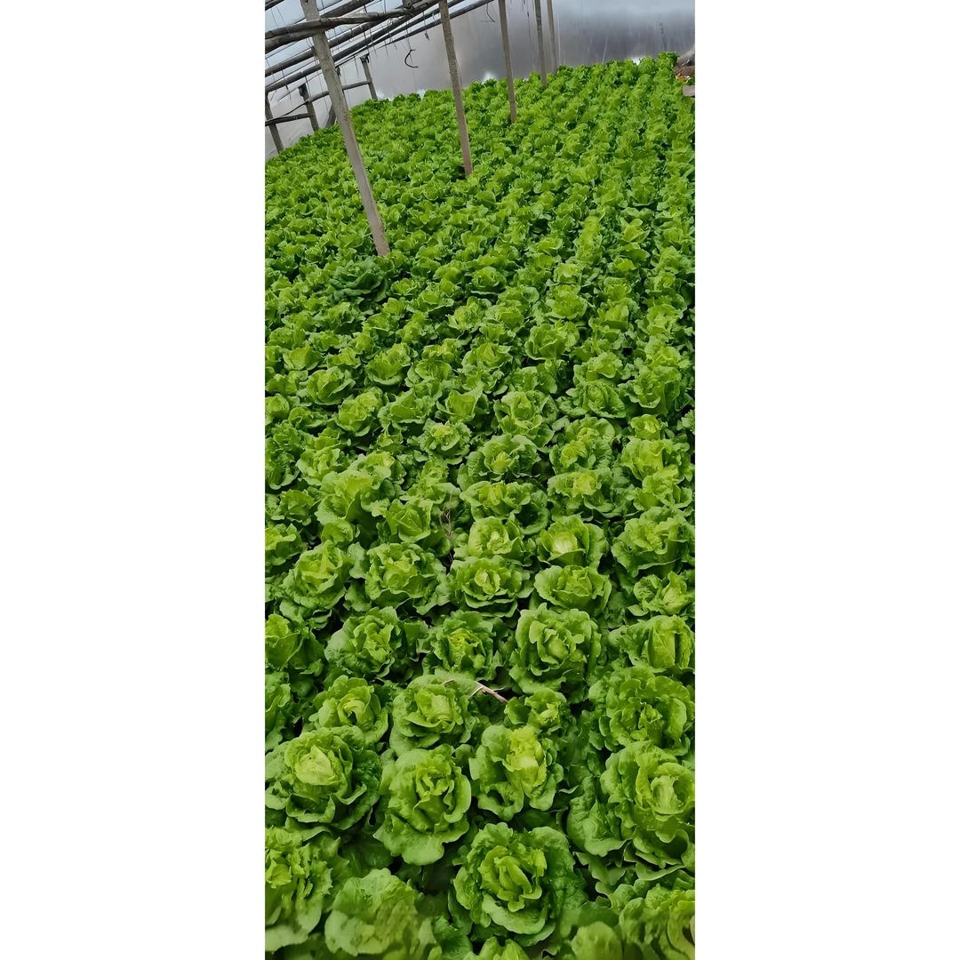 【满五包包邮】意大利生菜意大利生菜种子四季家庭种植蔬菜种籽