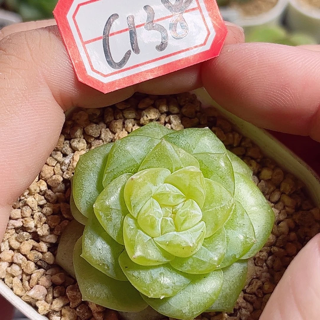C138 一物一拍 珍妮精选