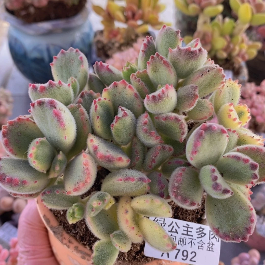 彩熊不包整11cm792多肉酱