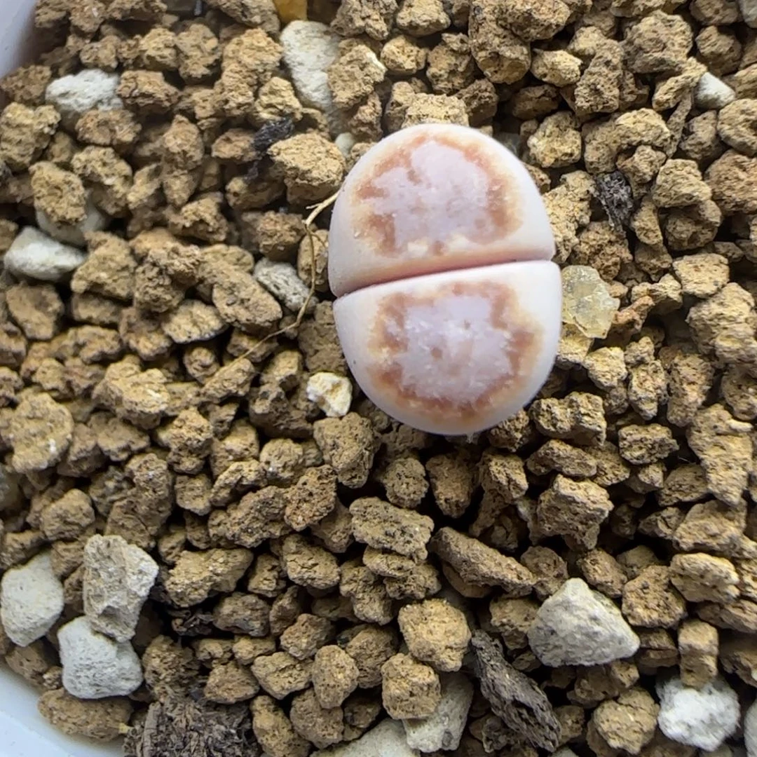 984 二蜕小个子饼干