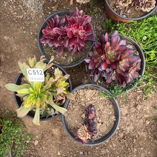 512四棵多肉植物