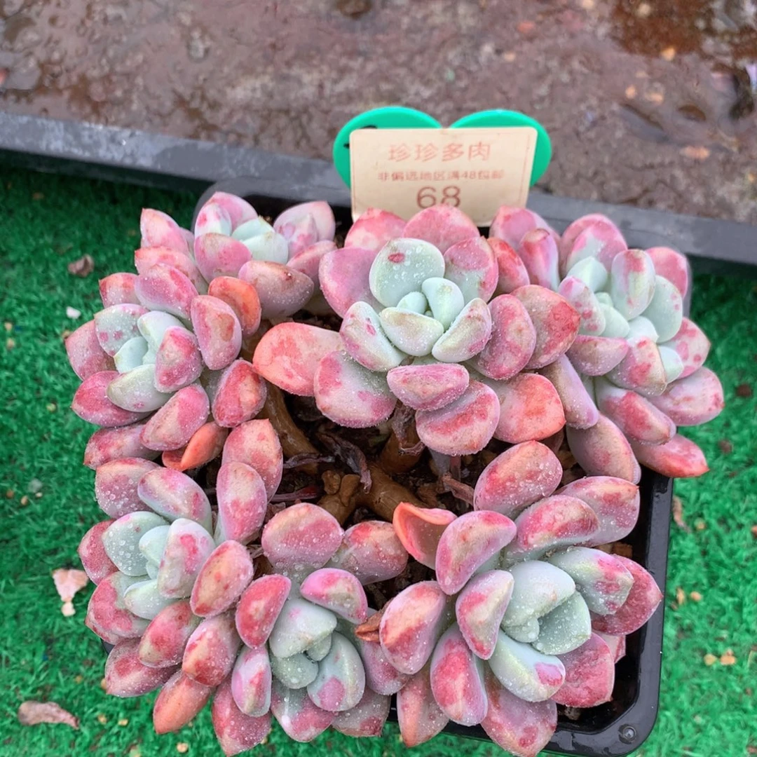 花斑露老桩无砍平头68