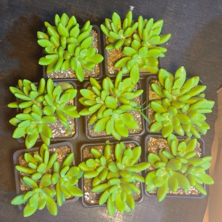 芒果奶福利111111111111