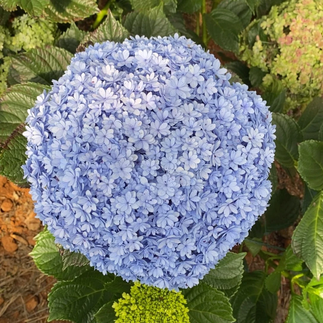 134号 绣球（3单顺丰冷链、4单京东空运、5单顺丰空运、偏远补运费）