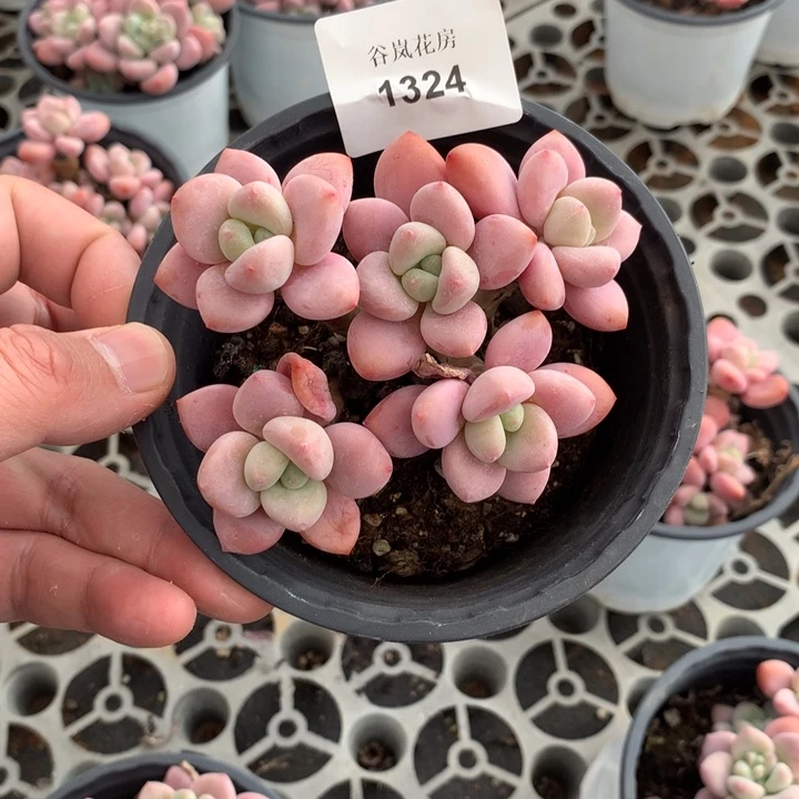 虎****6洛神，1324一颗