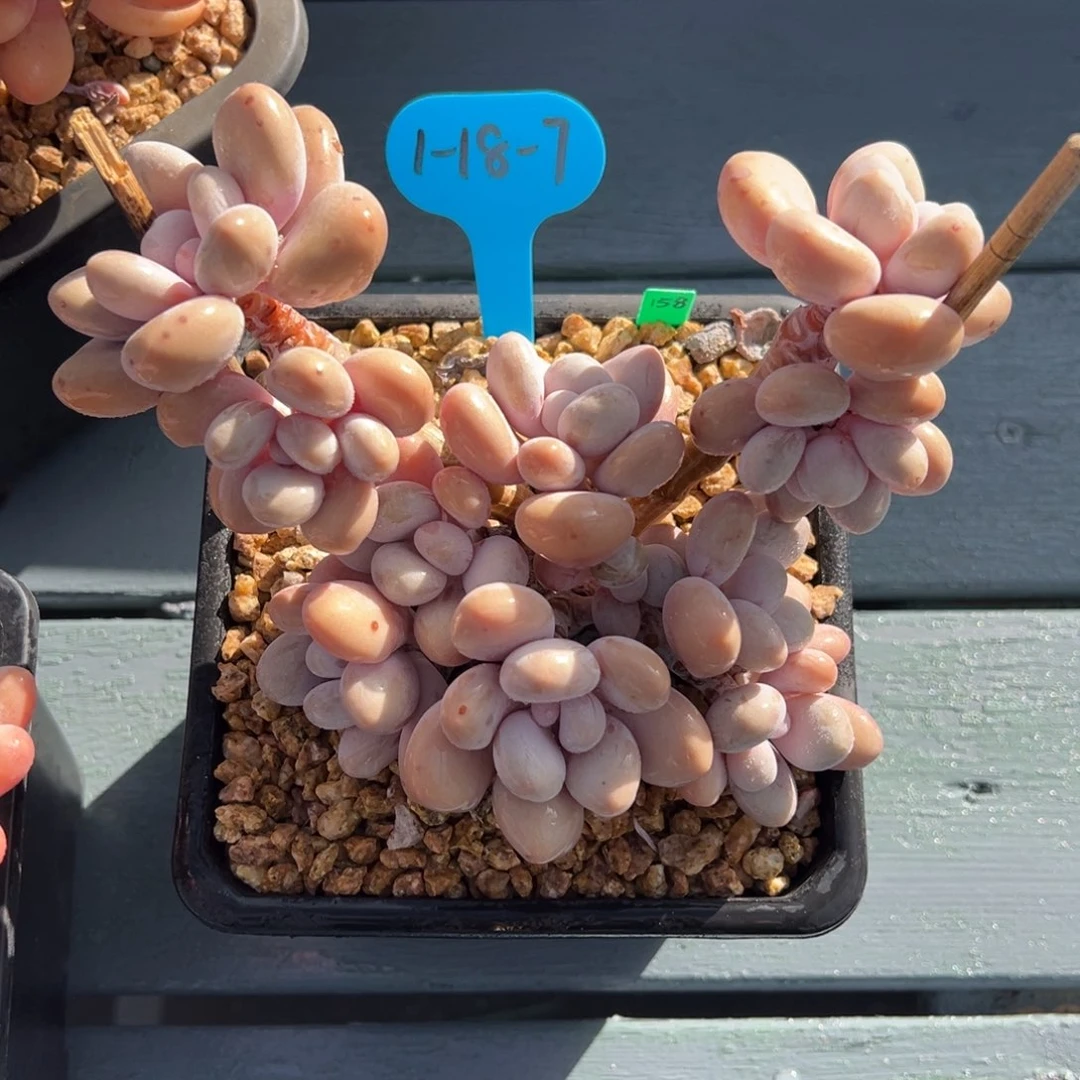 用****11-18-7奶桃（桃精灵）多肉植物