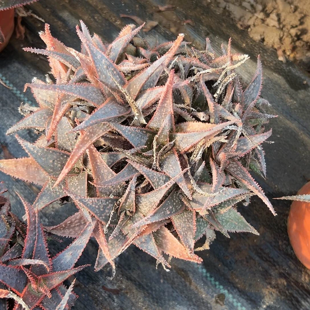 女哦哦哦哦呃哦哦哦哦