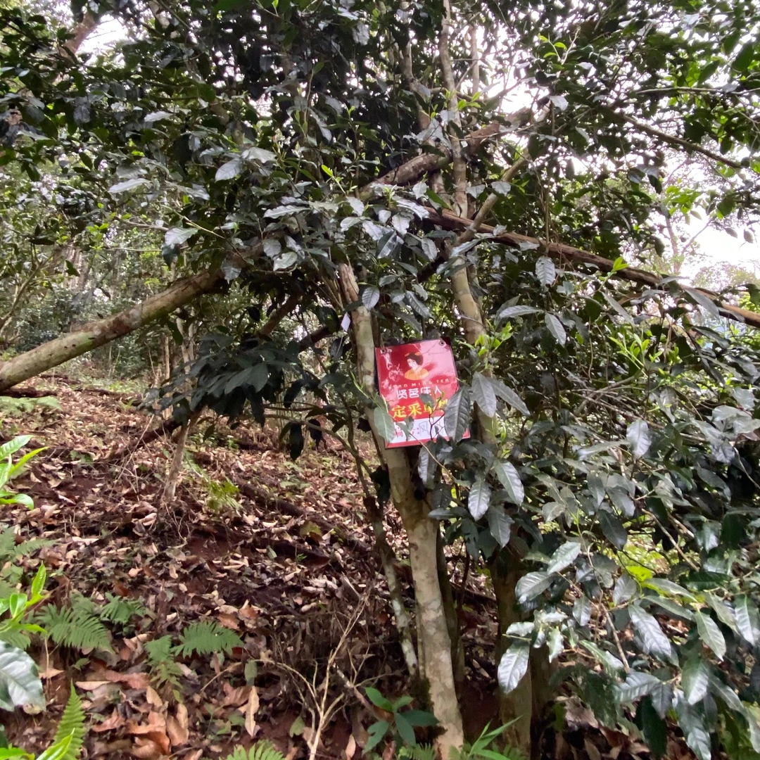 贤茗佳人易武【茗贵·凤凰窝】核心古树生茶散茶品鉴装