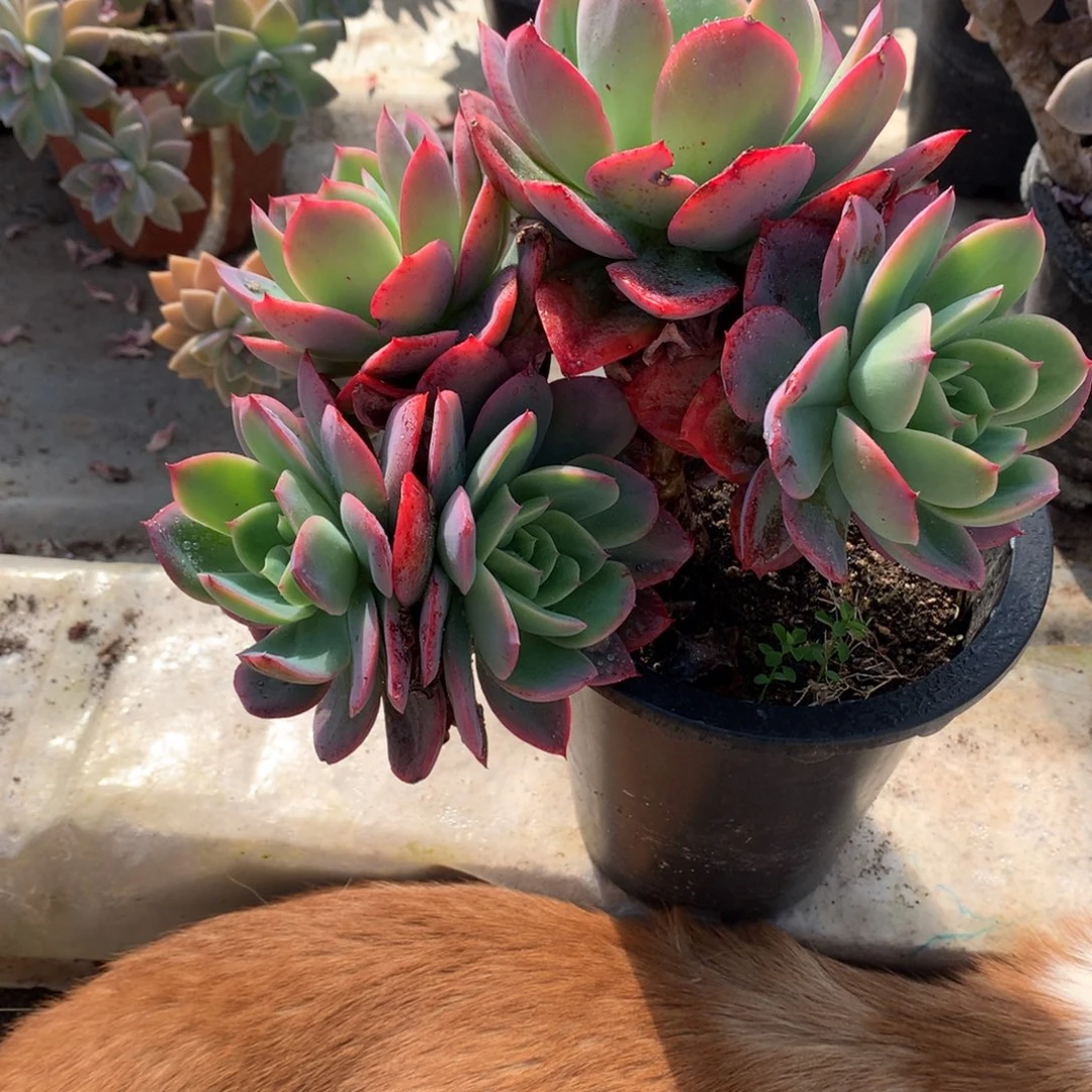 绮罗仙子一物一拍