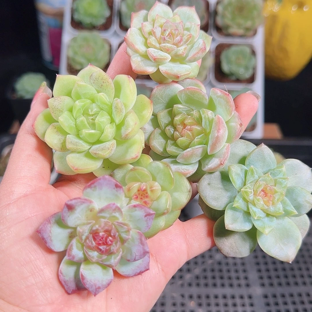 0927-192麦秆优选不包整