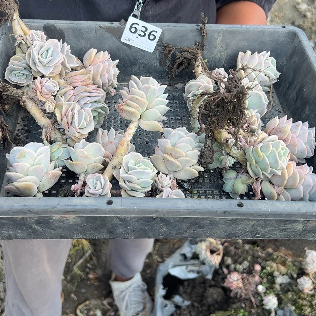 怡*636号筐拍5颗，不售后