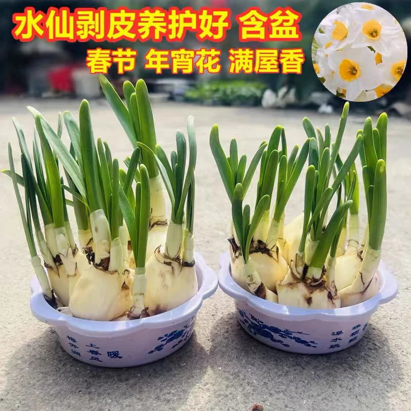 剥好皮养护好水仙花种球发芽水养植物水培冬季春节开花带芽漳州水