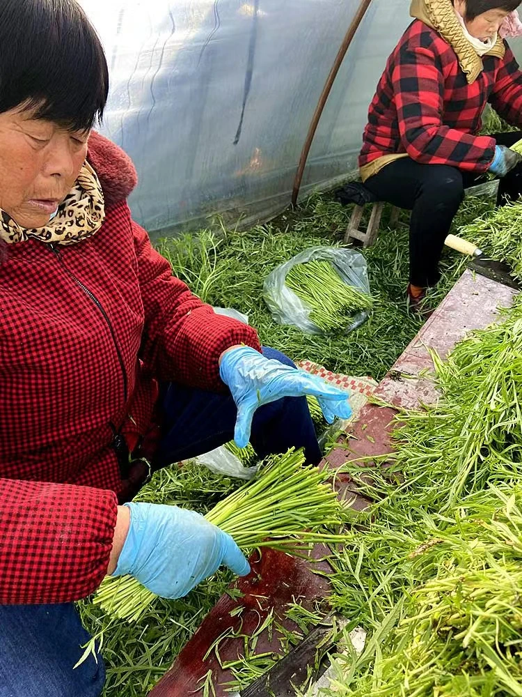 当季新鲜现摘新鲜蔬菜芦蒿炒肉去叶切根蔬菜