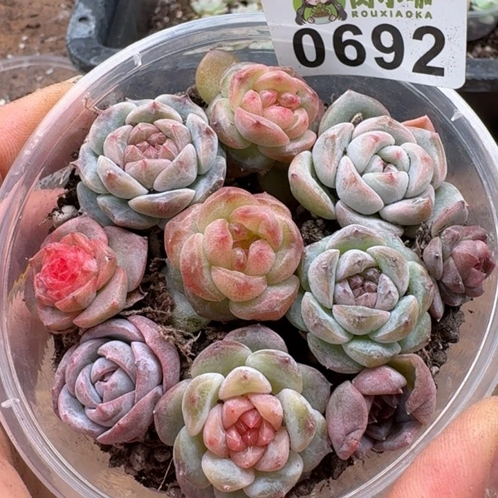 多肉植物多肉植物