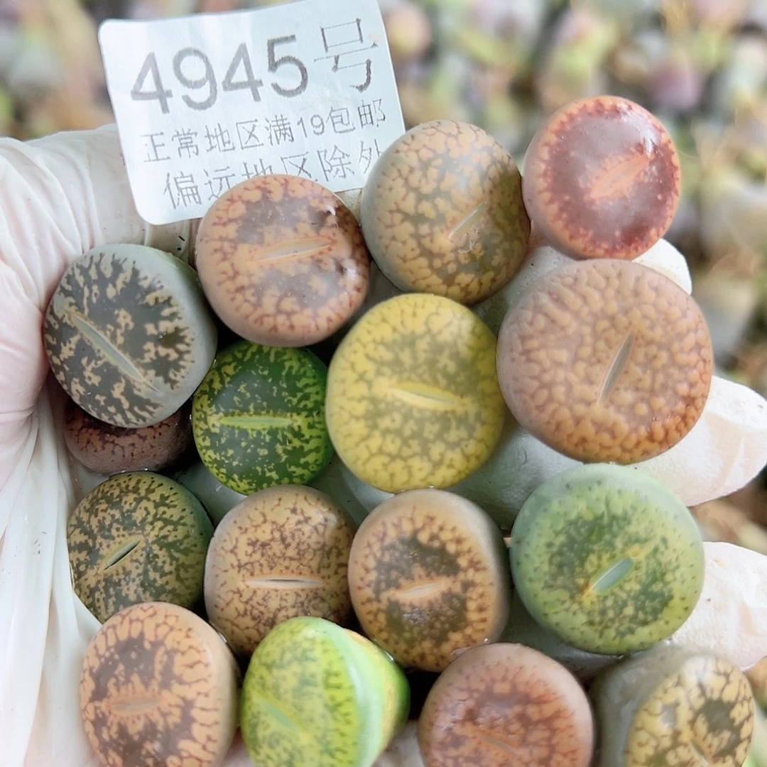 4945 好养易活生石花大母本16个1.5-2cm