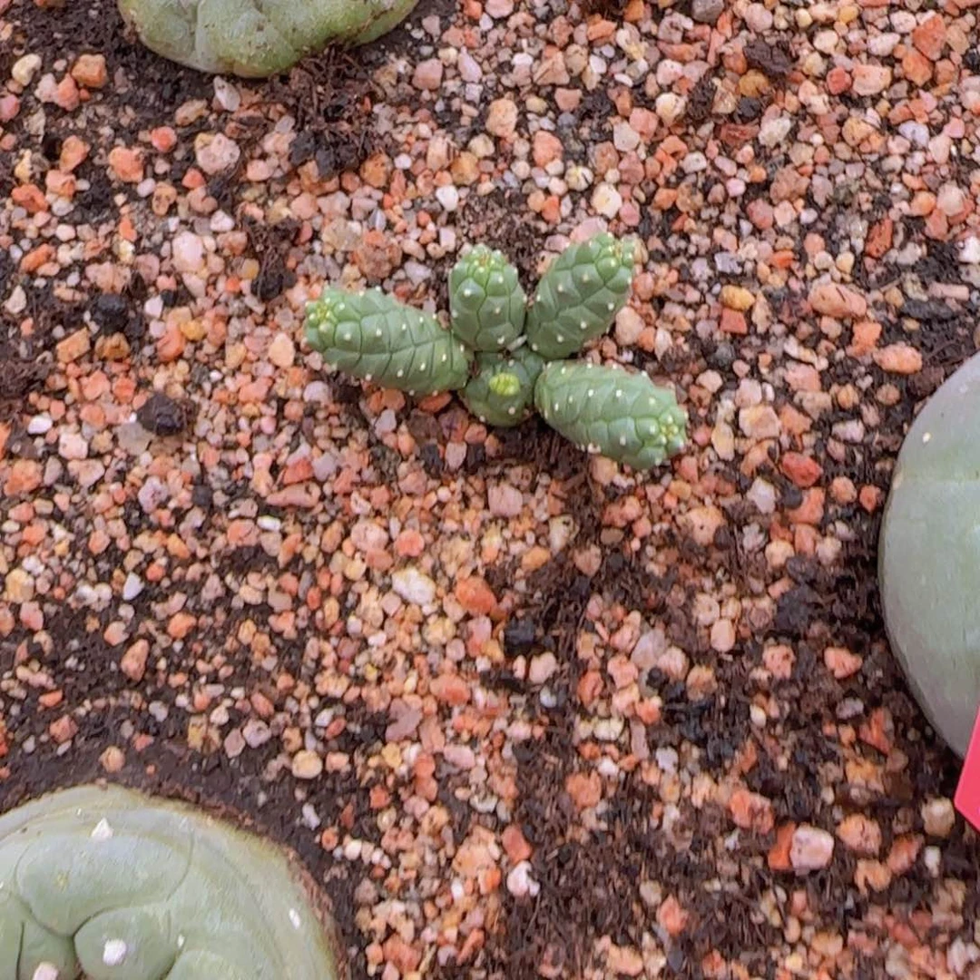 爱*海块根植物块块根植物