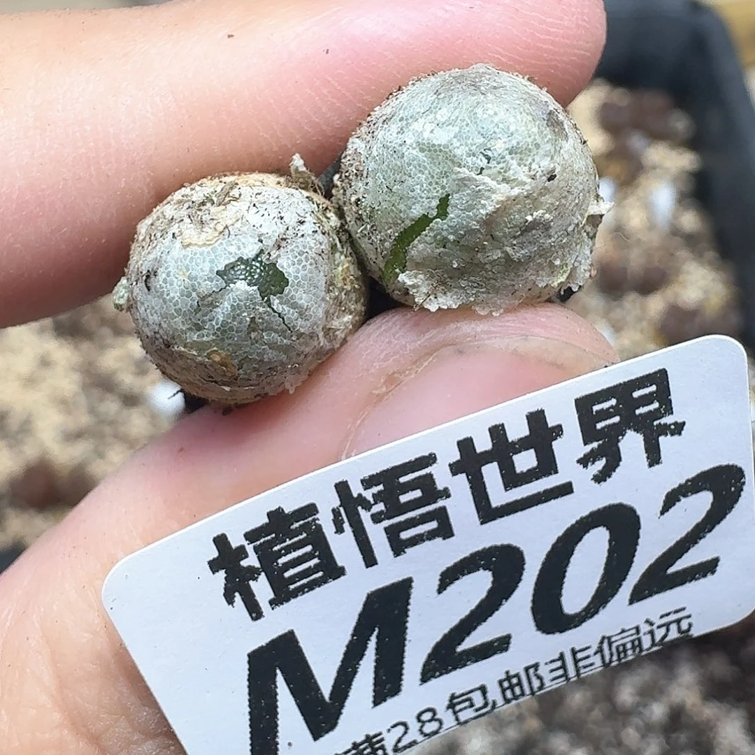 多肉植物的润泽地f