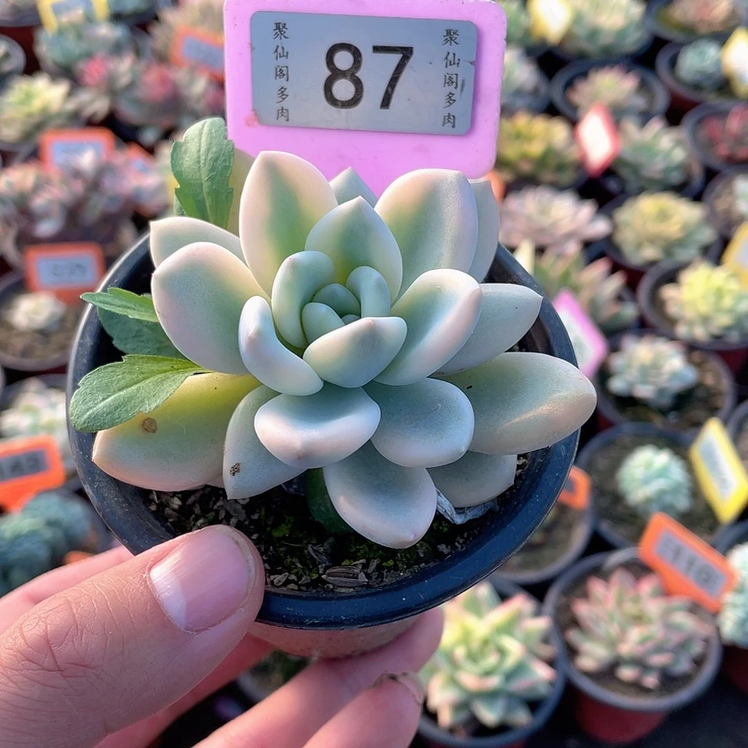 奥普锦87号多肉植物