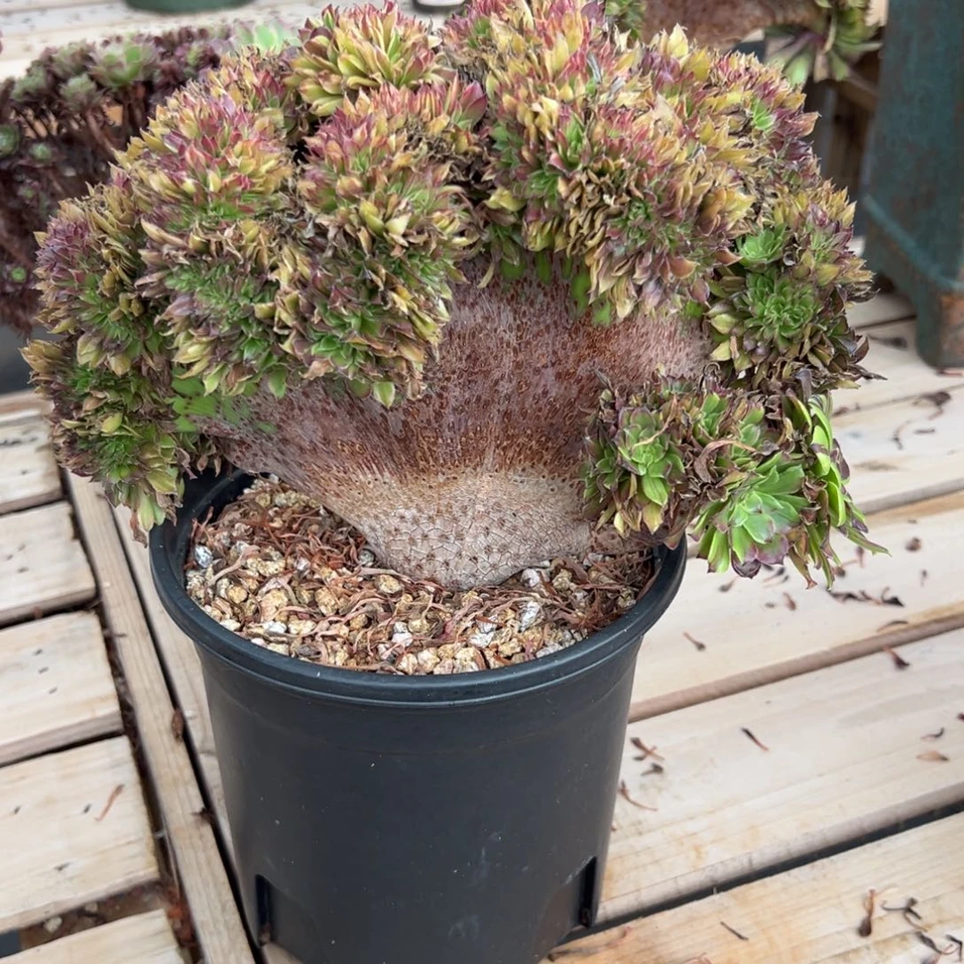 花脸粉黛老桩厚板朵缀