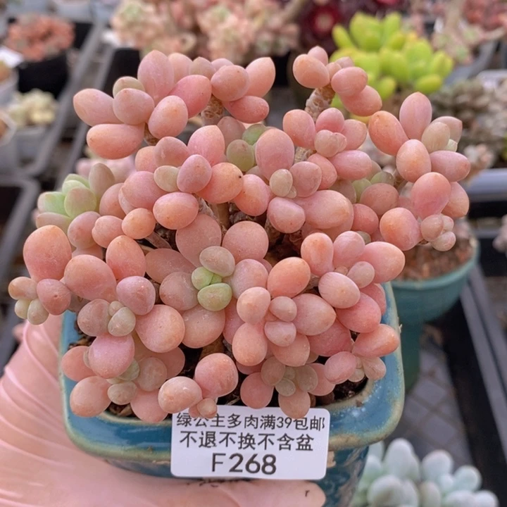 鱼子酱老桩11cm268多肉植物