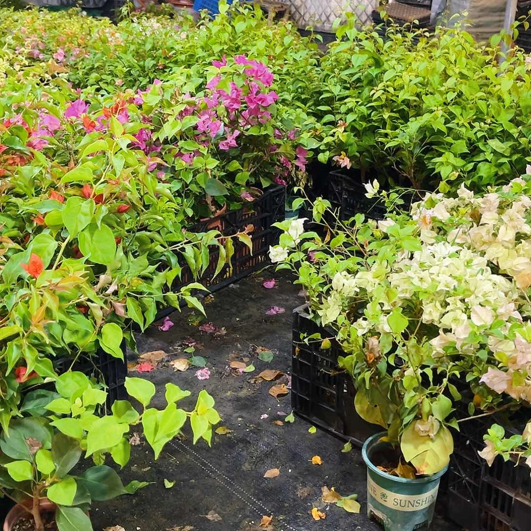 大部分花苞少量开放三角梅一颗