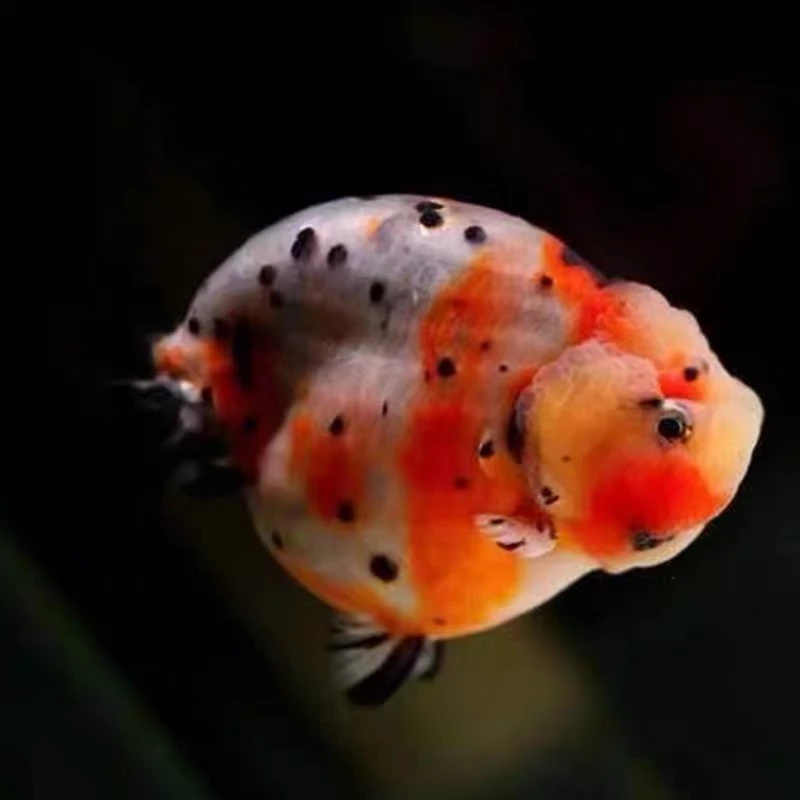 甜甜酱精选特色观赏鱼兰寿金鱼