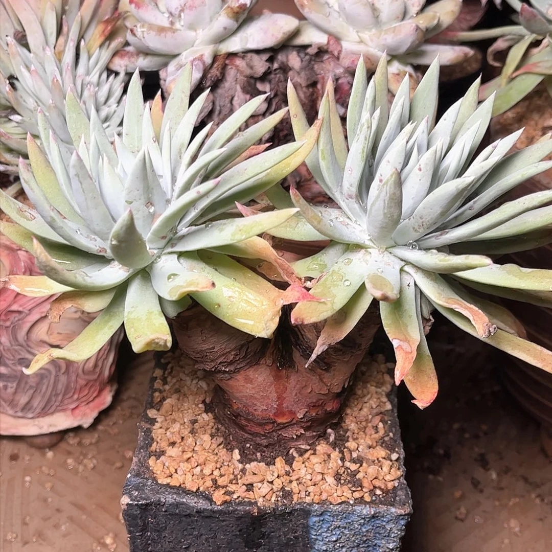 8711坎蒂丝雪山仙女杯多肉