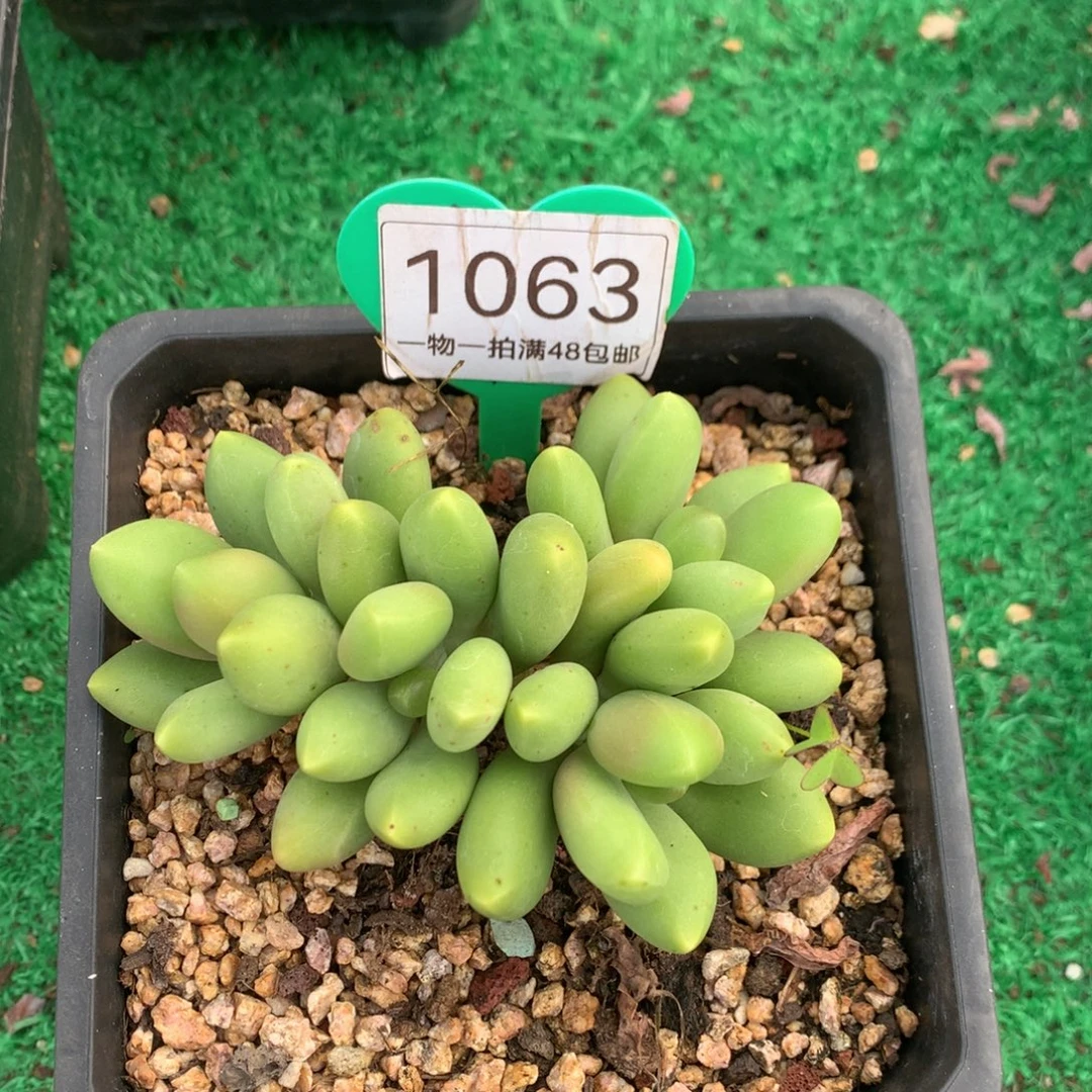 ****‧芒果奶无砍平头1063