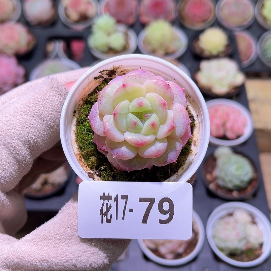 花利美17-79柔情单头