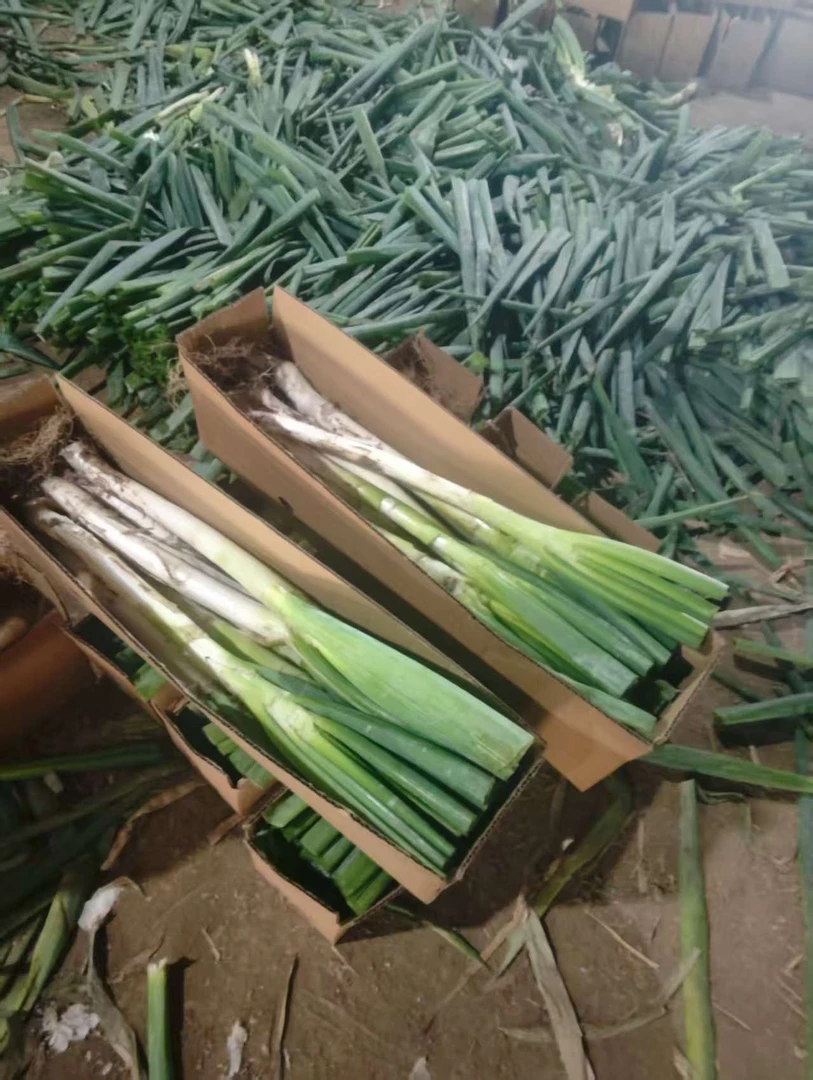 正宗铁杆大葱#现挖现发