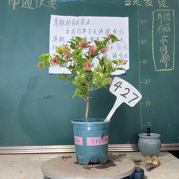 当前无花栽培后可以开花斑叶米罗427