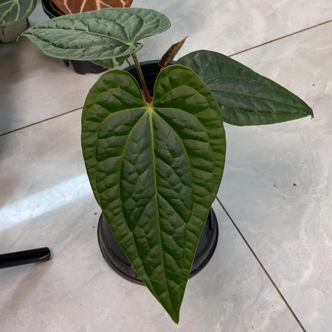 不开花植物papi杂奢华
