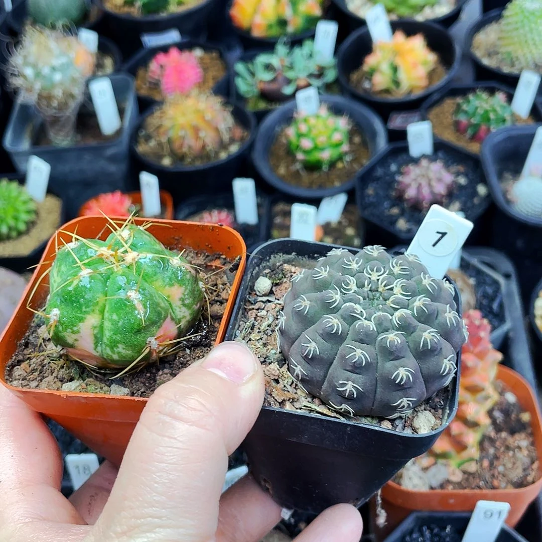 左边赠品，非偏远地区满25包邮仙人球