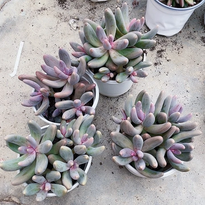 红手指15一盆646499494