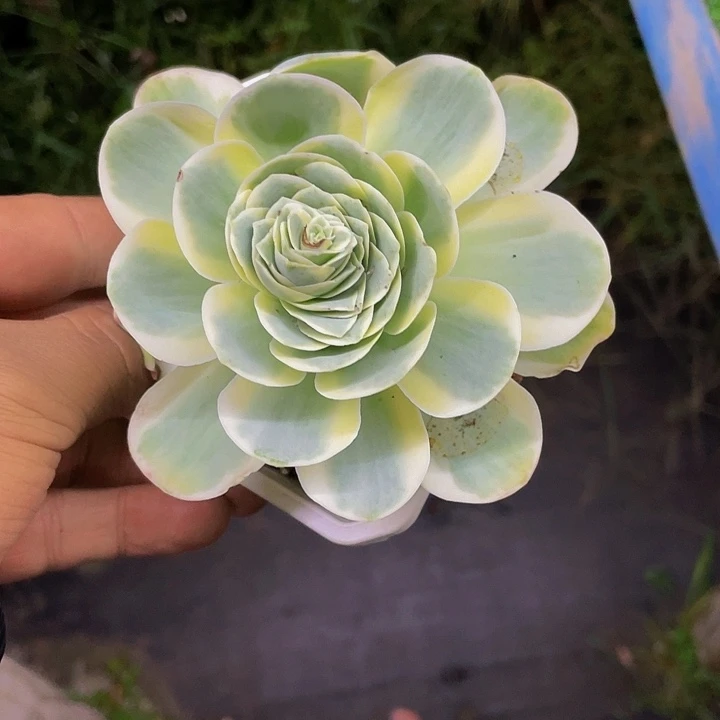 鸡蛋玫瑰锦一物一拍