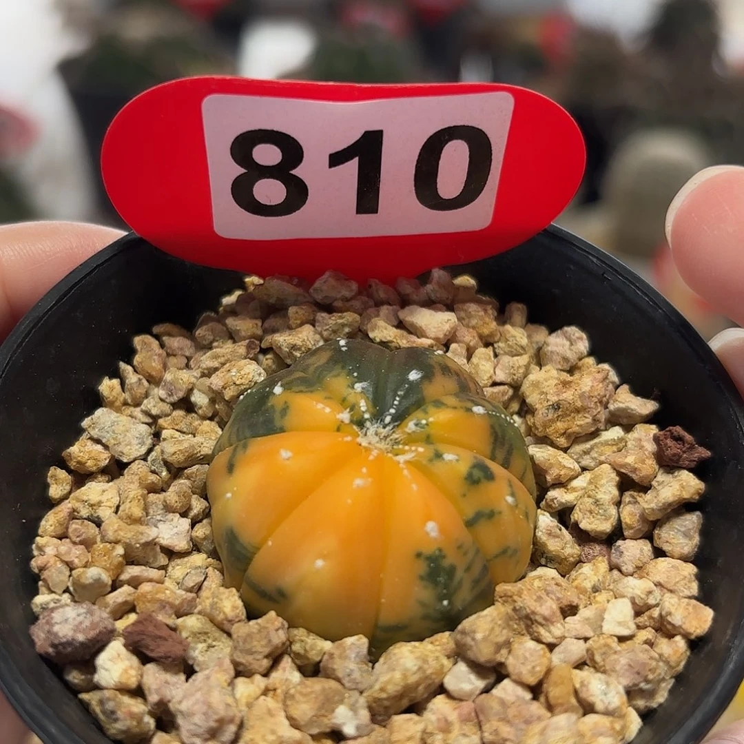 仙人球实生仙人球兜锦