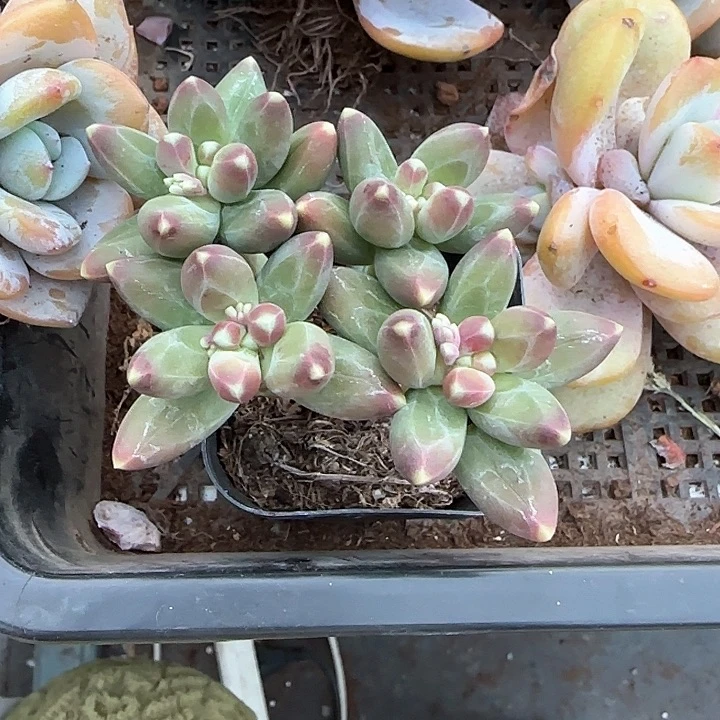 青蛙王子儿童牙膏211