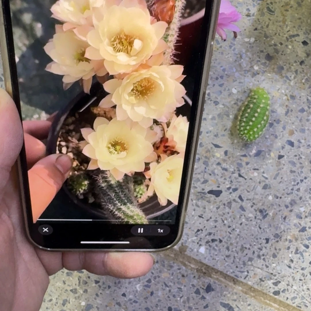 244白檀马尔文3个无根侧牙小，20包邮