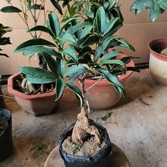 溢***璃完全开放老朱砂桂