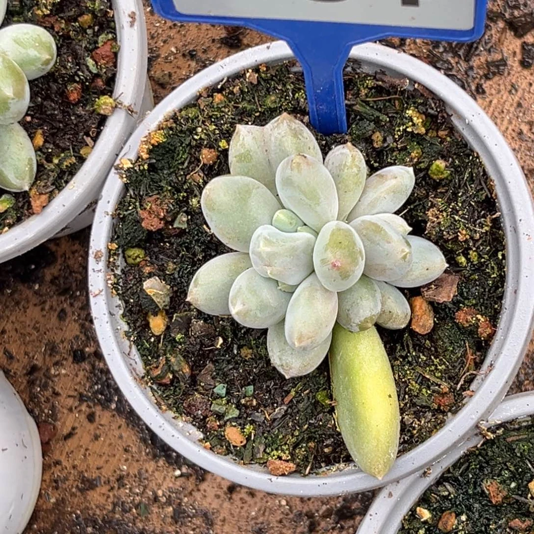 静***听多肉植物超胖体哥特154